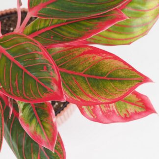 Aglaonema ‘Khanza’ velká aglaonema khanza cervena barevna pokojova rostlina