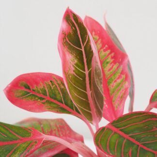 Aglaonema ‘Khanza’ velká aglaonema khanza cervena barevna pokojova rostlina