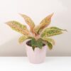 Aglaonema ‘Prestige’ aglaonema Prestige růžová pokojová rostlina