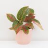 Aglaonema ‘Red Sprinkles’ velká aglaonema red Sprinkles cervena pokojova rostlina pokojovka