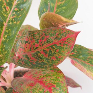Aglaonema ‘Red Sprinkles’ velká aglaonema red Sprinkles cervena pokojova rostlina pokojovka