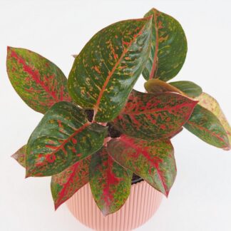 Aglaonema ‘Red Sprinkles’ velká aglaonema red Sprinkles cervena pokojova rostlina pokojovka