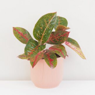 Pokojové rostliny, řasokoule a příslušenství aglaonema red Sprinkles cervena pokojova rostlina pokojovka