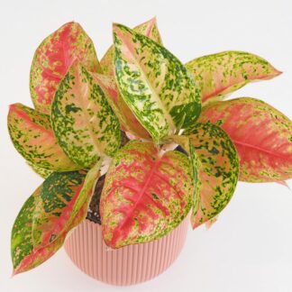 Aglaonema ‘Samba Red’ velká aglaonema Samba red nenarocna pokojovka