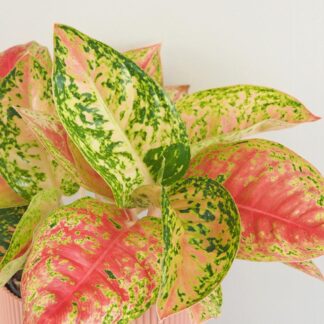 Aglaonema ‘Samba Red’ velká aglaonema Samba red nenarocna pokojovka