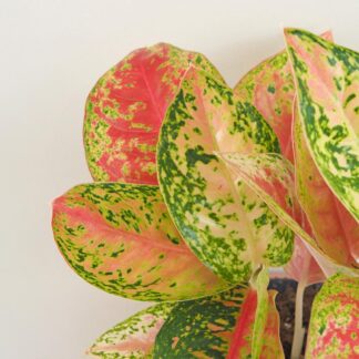 Aglaonema ‘Samba Red’ velká aglaonema Samba red nenarocna pokojovka