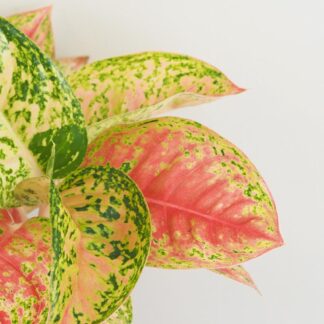 Aglaonema ‘Samba Red’ velká aglaonema Samba red nenarocna pokojovka