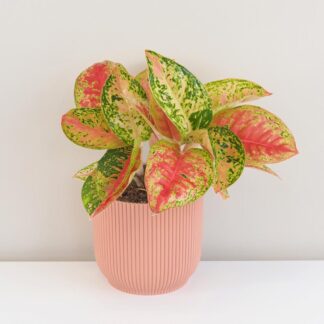 Pokojové rostliny, řasokoule a příslušenství aglaonema Samba red nenarocna pokojovka