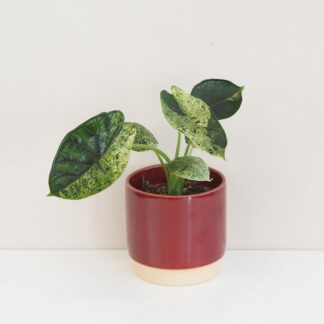Pokojové rostliny, řasokoule a příslušenství Alocasia ‘Dragon Scale’ variegata