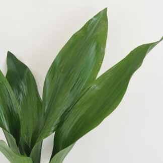 Aspidistra elatior velká Aspidistra elatior ‘Milky Way’ velká (kópia)