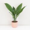 Aspidistra elatior velká Aspidistra elatior ‘Milky Way’ velká (kópia)