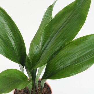 Aspidistra elatior velká Aspidistra elatior ‘Milky Way’ velká (kópia)