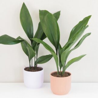 Aspidistra elatior velká Aspidistra elatior ‘Milky Way’ velká (kópia)