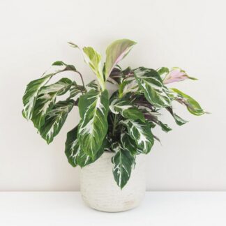 Calathea ‘Fusion White’ velká