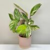 Ctenanthe setosa ‘Princess Dalya’ Ctenanthe setosa ‘Princess Dalya’