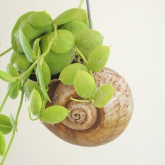 Dischidia pectenoides snaily Dischidia pectenoides snaily - Obrázek 3