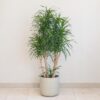 Dracaena reflexa ‘Anita’ 130 cm dracaena reflexa Anita velka pokojovka pokojova rostlina