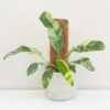 Epipremnum giganteum variegata na tyči Epipremnum giganteum variegata na tyči