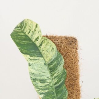 Epipremnum giganteum variegata na tyči Epipremnum giganteum variegata na tyči