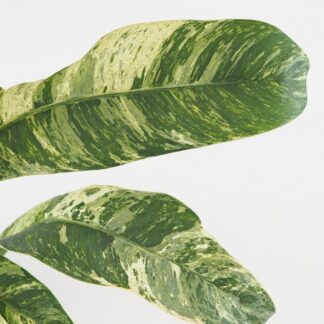 Epipremnum giganteum variegata na tyči Epipremnum giganteum variegata na tyči