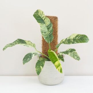 Pokojové rostliny, řasokoule a příslušenství Epipremnum giganteum variegata na tyči