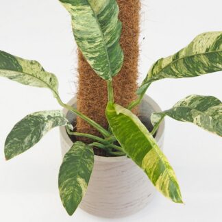 Epipremnum giganteum variegata na tyči Epipremnum giganteum variegata na tyči