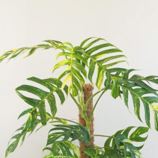 Epipremnum pinnatum ‘Golden Flame’ na tyči 150 cm Epipremnum pinnatum Golden Flame pokojovka