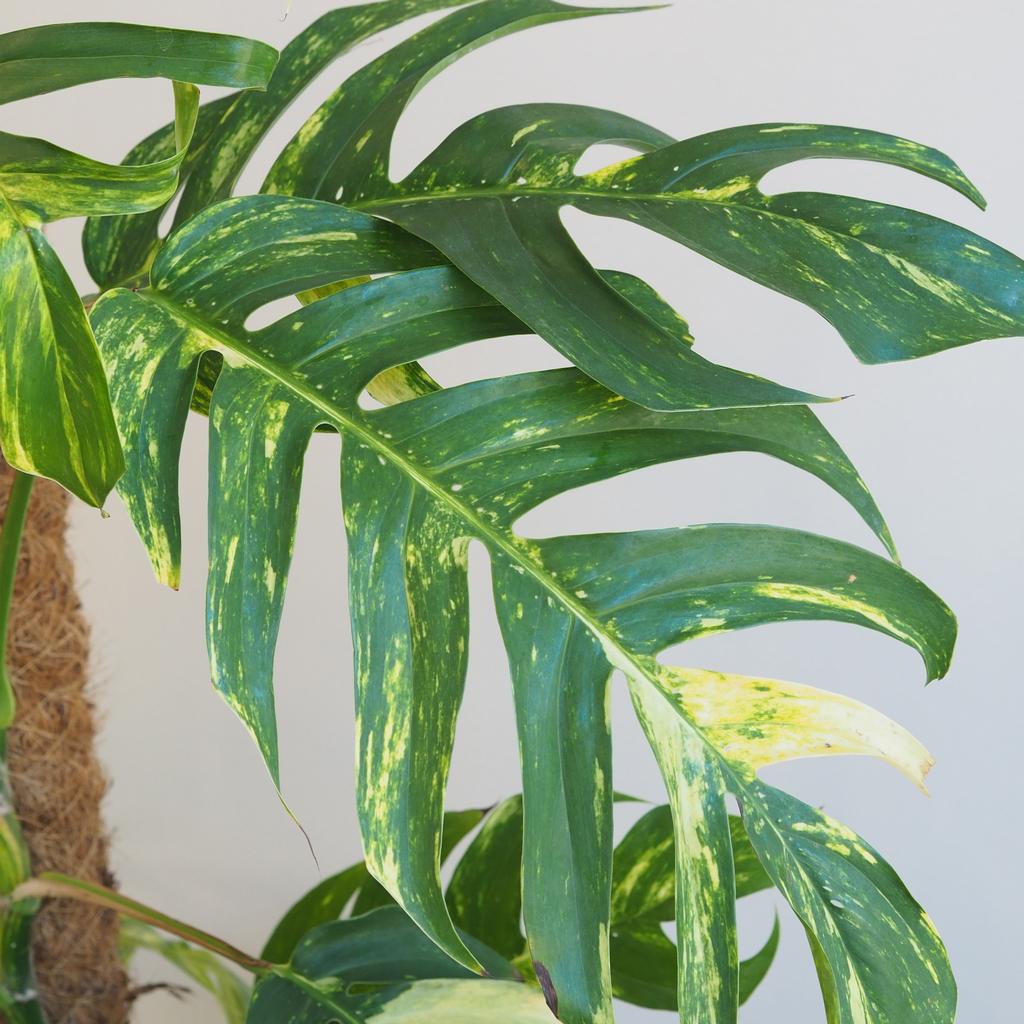Epipremnum pinnatum ‘Golden Flame’ na tyči 150 cm Epipremnum pinnatum Golden Flame pokojovka