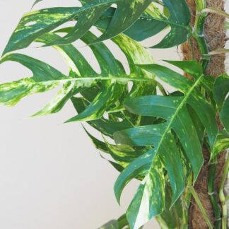 Epipremnum pinnatum ‘Golden Flame’ na tyči 150 cm Epipremnum pinnatum Golden Flame pokojovka