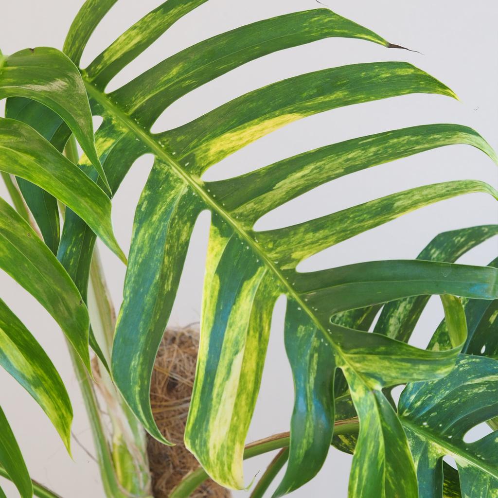 Epipremnum pinnatum ‘Golden Flame’ na tyči 150 cm Epipremnum pinnatum Golden Flame pokojovka