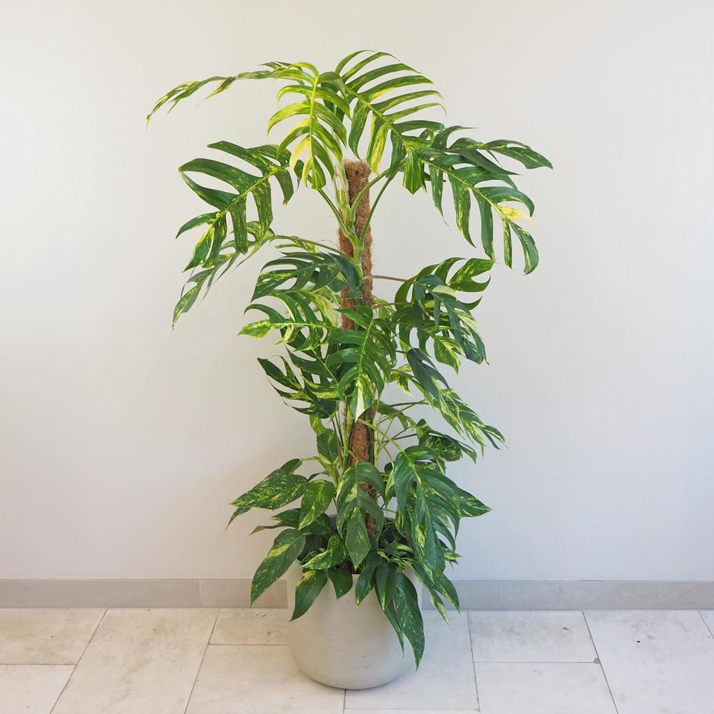 Epipremnum pinnatum ‘Golden Flame’ na tyči 150 cm Epipremnum pinnatum Golden Flame pokojovka