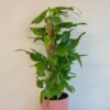 Epipremnum pinnatum ‘Skeleton Key’ na tyči Epipremnum pinnatum ‘Golden Flame’ na tyči 150 cm (kópia)
