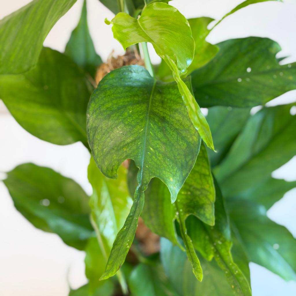 Epipremnum pinnatum ‘Skeleton Key’ na tyči Epipremnum pinnatum ‘Golden Flame’ na tyči 150 cm (kópia)