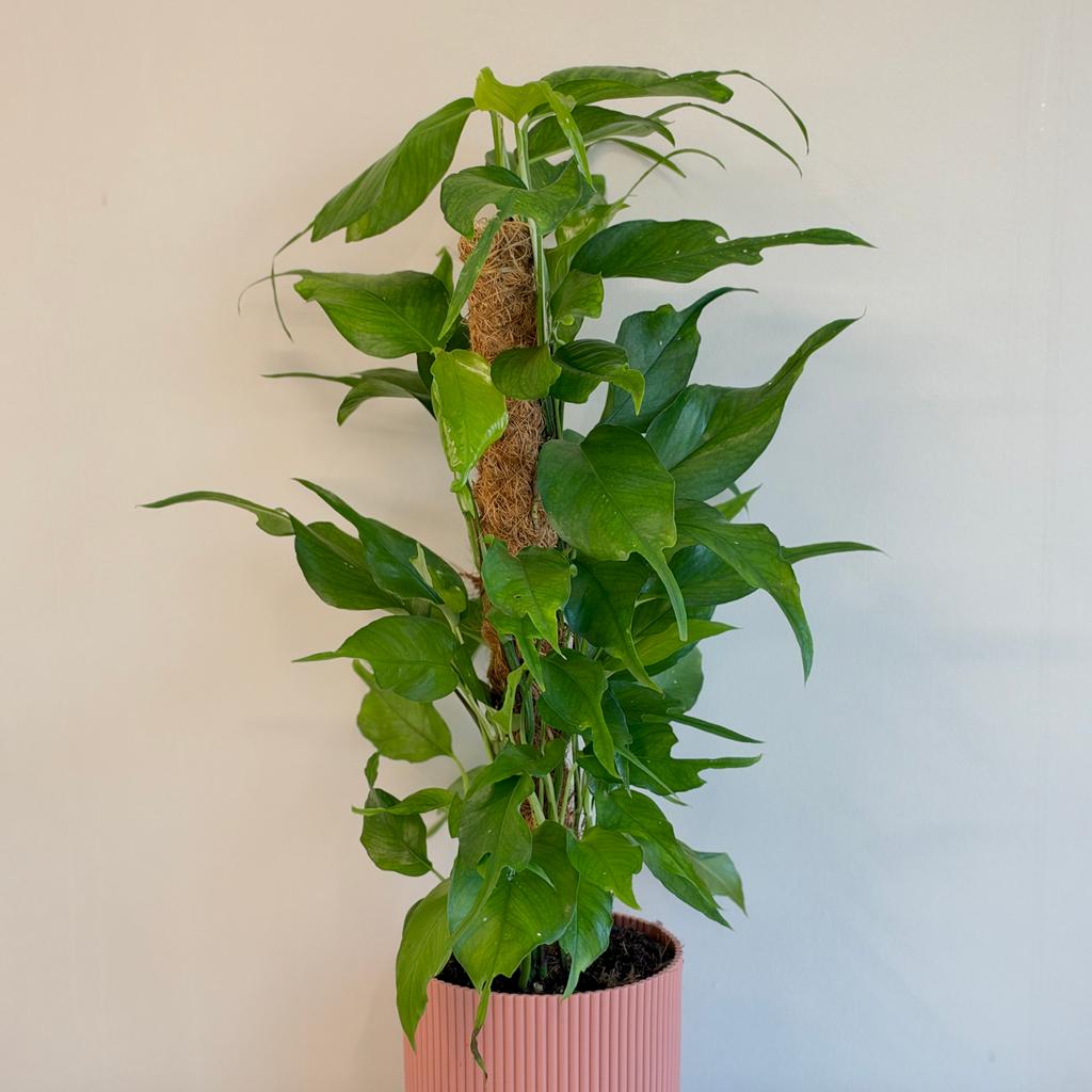 Epipremnum pinnatum ‘Skeleton Key’ na tyči Epipremnum pinnatum ‘Golden Flame’ na tyči 150 cm (kópia)