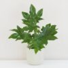 Fatsia japonica fatsia japonica japonska aralie nenarocna pokojovka