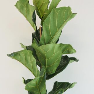 Ficus lyrata 120 cm ficus lyrata velka pokojova rostlina pokojovka