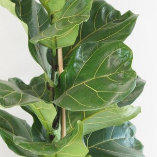 Ficus lyrata 120 cm ficus lyrata velka pokojova rostlina pokojovka