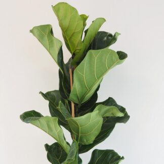 Ficus lyrata 120 cm ficus lyrata velka pokojova rostlina pokojovka