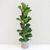 Ficus lyrata 120 cm ficus lyrata velka pokojova rostlina pokojovka