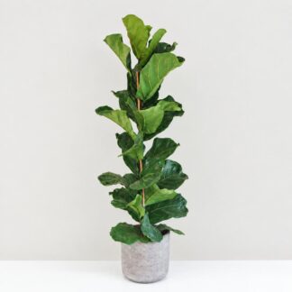Pokojové rostliny, řasokoule a příslušenství ficus lyrata velka pokojova rostlina pokojovka