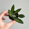 Hoya Burtoniae malá hoya burtoniae mala voskovka pokojovka
