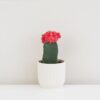 Kaktus Gymnocalycium mihanovichii tmavočervený malý Kaktus Gymnocalycium mihanovichii červený (kópia)