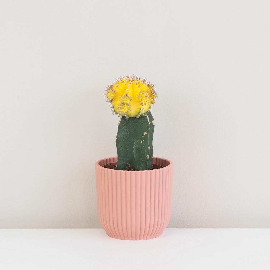 Kaktus Gymnocalycium mihanovichii žlutý malý Kaktus Gymnocalycium mihanovichii svetločervený malý (kópia)