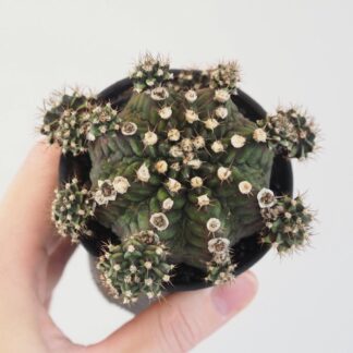 Kaktus Gymnocalycium mihanovichii ‘Japan’