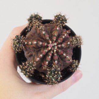 Přestaňte dělat tyto 3 chyby a vašim rostlinám se bude mnohem lépe dařit Kaktus Gymnocalycium mihanovichii ‘Japan’