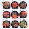Kaktus Gymnocalycium mihanovichii variegata Kaktus Gymnocalycium mihanovichii variegata