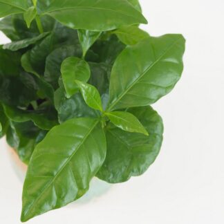 Kávovník / Coffea Arabica malá Kávovník / Coffea Arabica malá