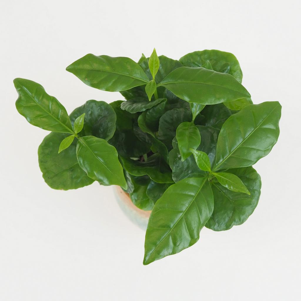 Kávovník / Coffea Arabica malá Kávovník / Coffea Arabica malá