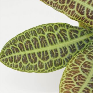 Labisia ‘Kura Kura’ velká