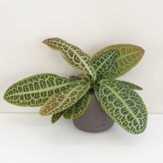 Labisia ‘Kura Kura’ velká